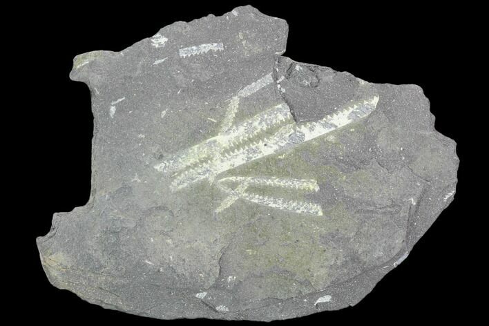 Fossil Graptolite Cluster (Didymograptus) - Great Britain #103459